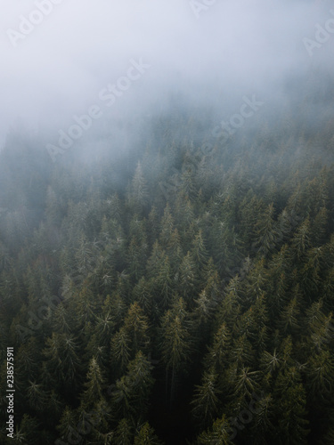 Full frame shot of evergreen pine trees from above