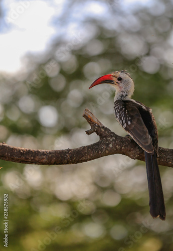 red hornbill with blurred background 