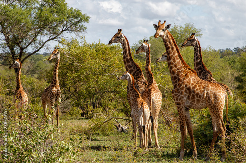 Giraffe family walking in the Sabi Sands Game Reserve in the Greater Kruger Region in South Africa © henk bogaard