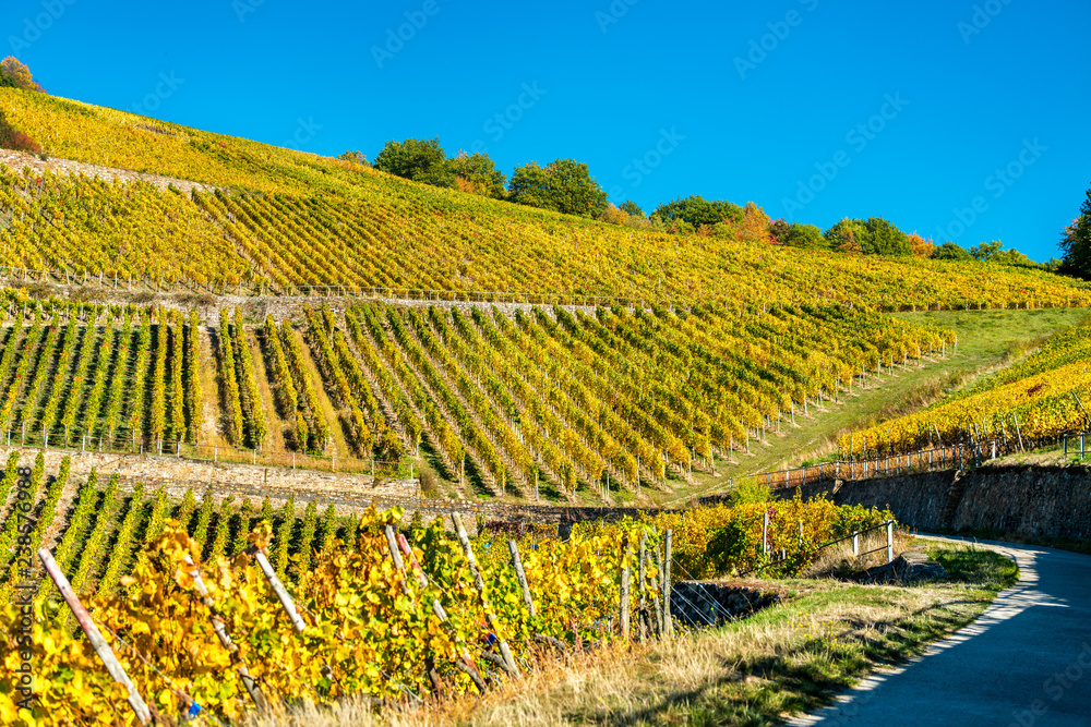 Fototapeta premium Winnice Rheingau w Assmannshausen w dolinie Górnego Środkowego Renu w Niemczech