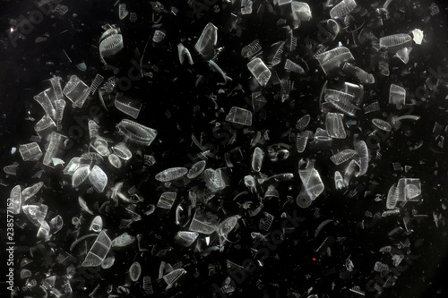 Diatoms photo