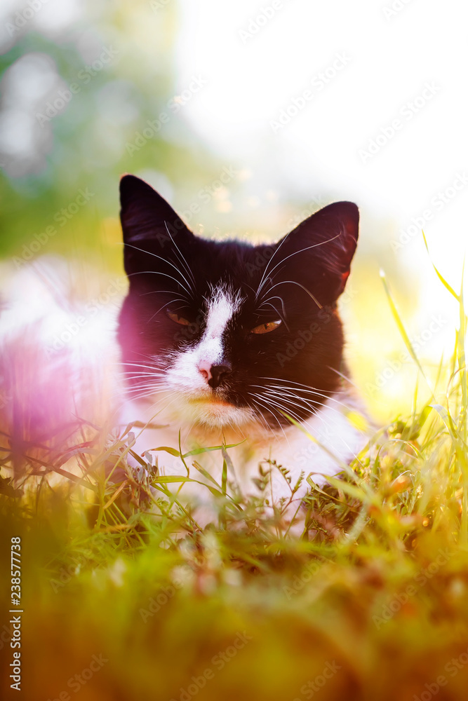 Young Beautiful Cat Lying In The Grass On A Flowering Meadow Bathed In Sunlight Stock 写真 Adobe Stock