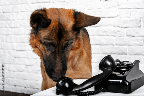 German shepherd talking on the phone. Humorous photo.