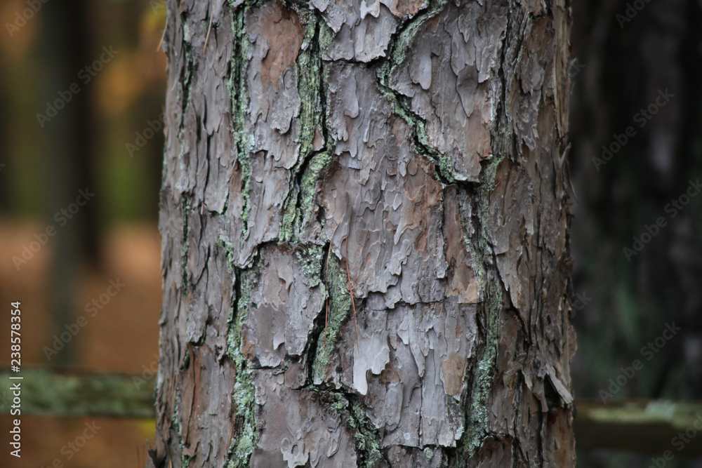 Close-up of pine bark with moss in the fall Close-up of pine bark with moss in the fall