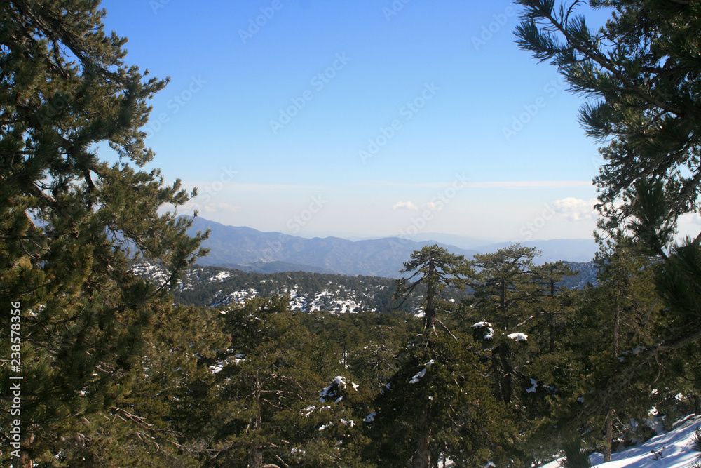 Pine tree forest in the bright winter day in the Troodos mountains