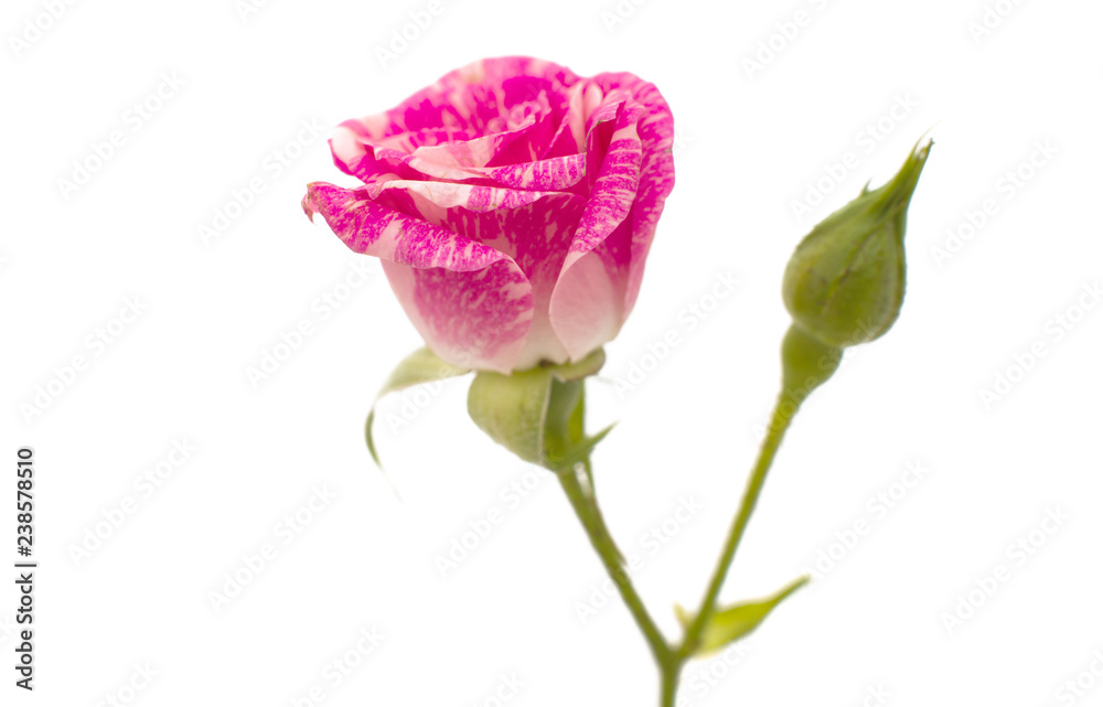 pink rose isolated