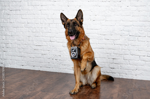 Dog photographer. German Shepherd with a vintage camera a teddy bear, photo session in the studio. Pet makes the command "sit".