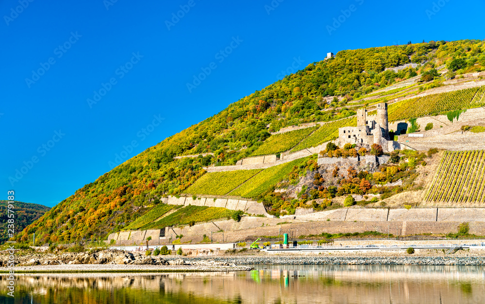 Ehrenfels Castle with vineyards in autumn. The Rhine Gorge, Germany