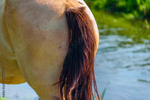 Fototapeta Naklejka Na Ścianę i Meble -  The back of the horse close up.