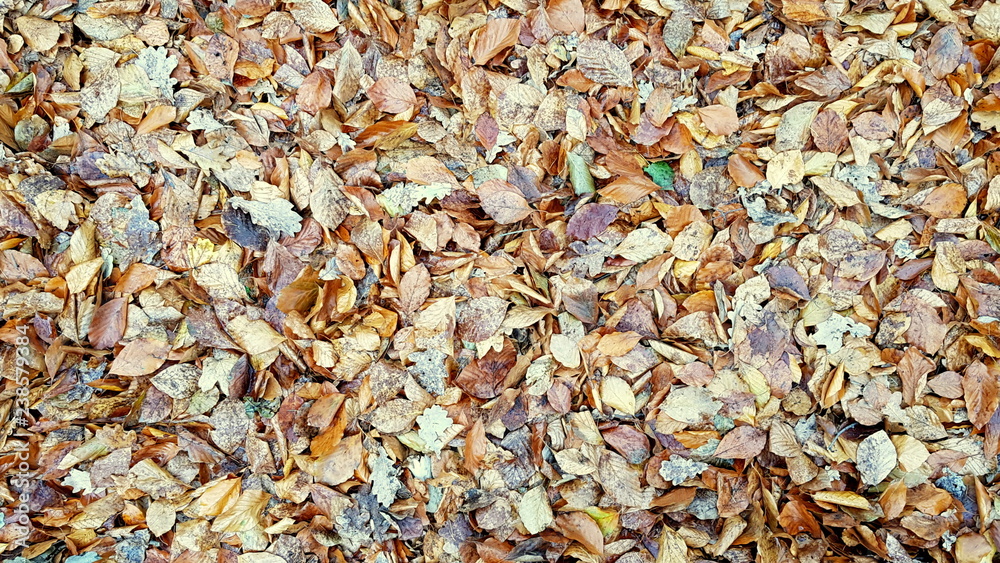 A lot of small leaves on the ground while walking around the park