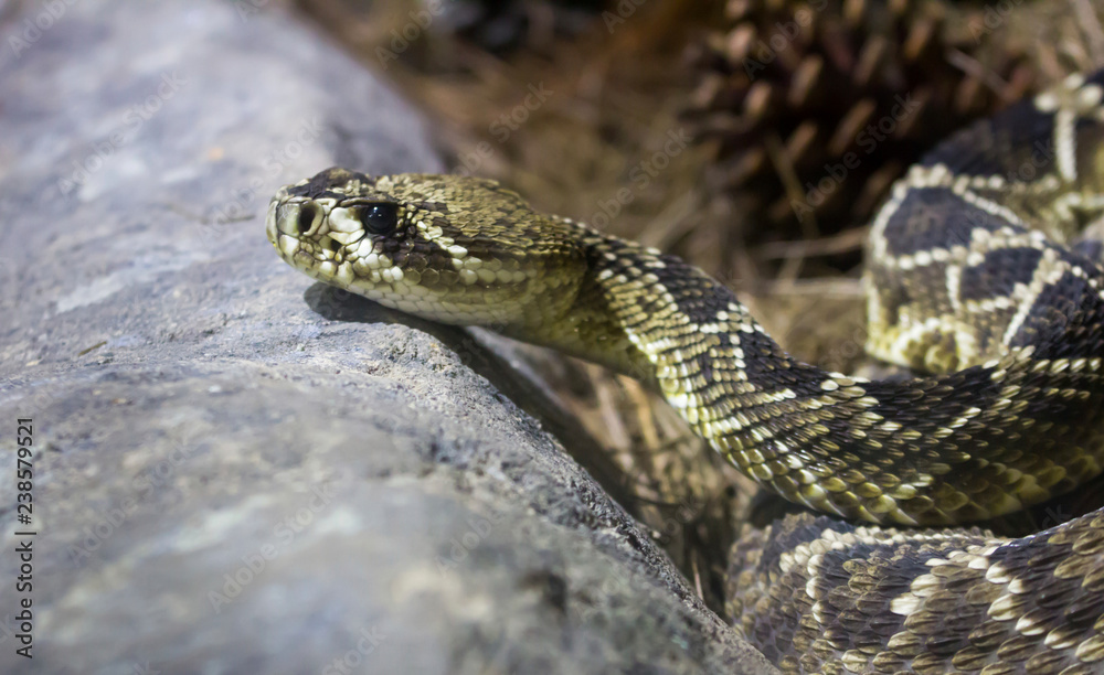 Eastern Diamondback Rattlesnake Eastern Diamondback Rattlesnake