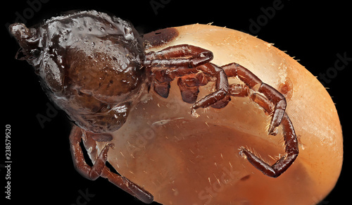 фотографія Engorged Dog tick. Indiana, PA