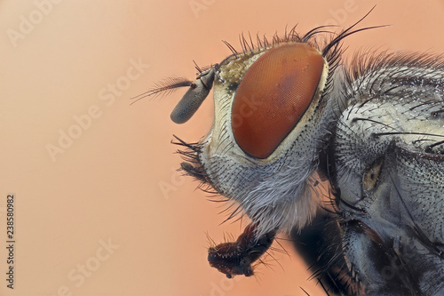 Flesh fly (Sacrophagidae) © Macroscopic Solution