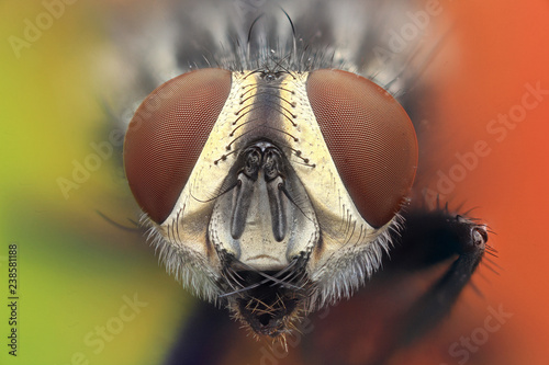 Flesh fly. Pittsburgh, PA © Macroscopic Solution
