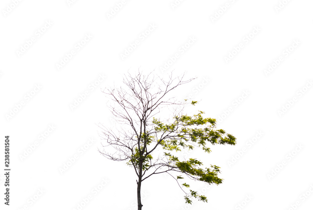 dying tree isolated on white background dying tree isolated on white background