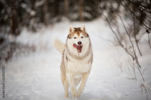 Close-up Portrait of happy and crazy siberian husky dog with tonque hanging out running on the snow in the winter forest