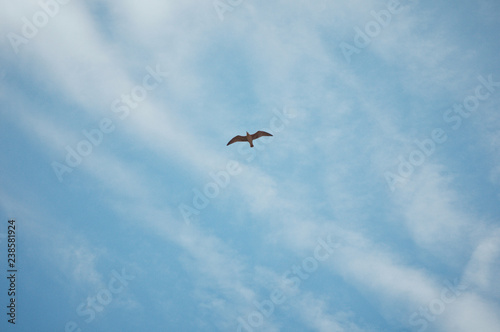 A beautiful seagull flies over the water in a clear sky on a sunny bright day. Summer travel collection