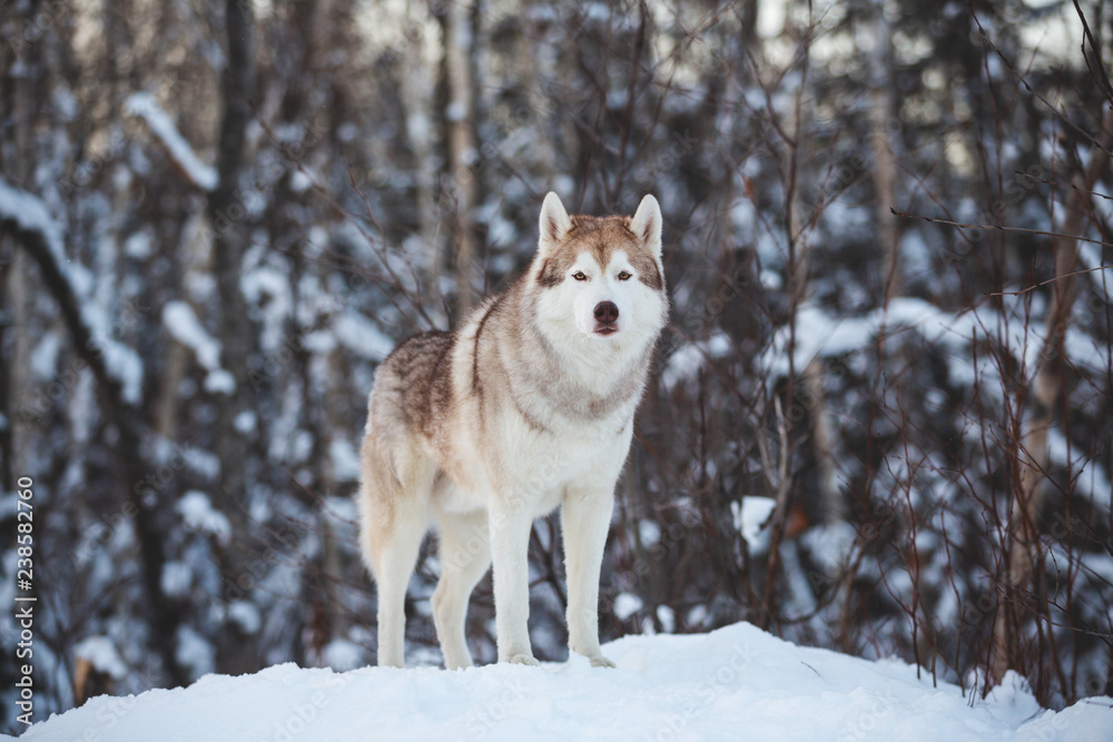 Portrait of beautiful and free siberian Husky dog standing on the snow in the fairy winter forest