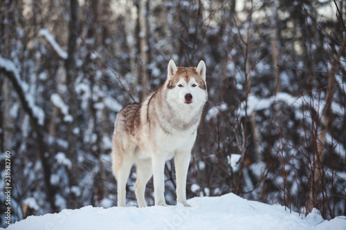 Portrait of beautiful and free siberian Husky dog standing on the snow in the fairy winter forest © Anastasiia