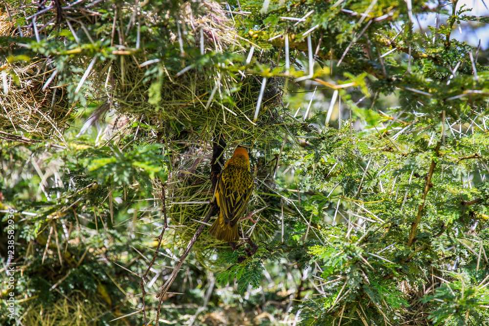 Fototapeta premium Bright yellow bird making nest in spikey trees