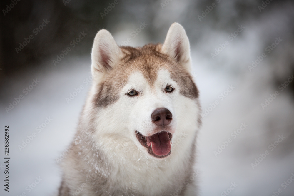 Close-up Portrait of happy Siberian Husky dog sitting on the snow in front of fir-tree in the winter forest