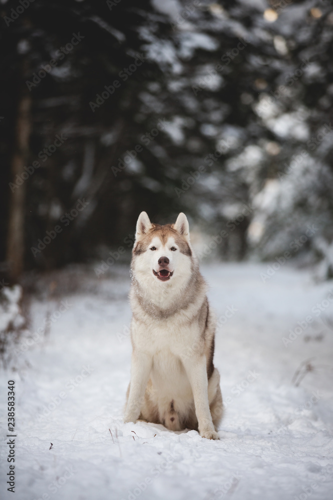 Portrait of gorgeous siberian husky dog sitting on the snow path in the fairy forest in winter on fir-trees background