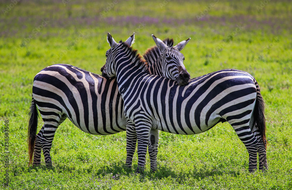 Zebra's resting heads on one anothers backs Zebra's resting heads on one anothers backs