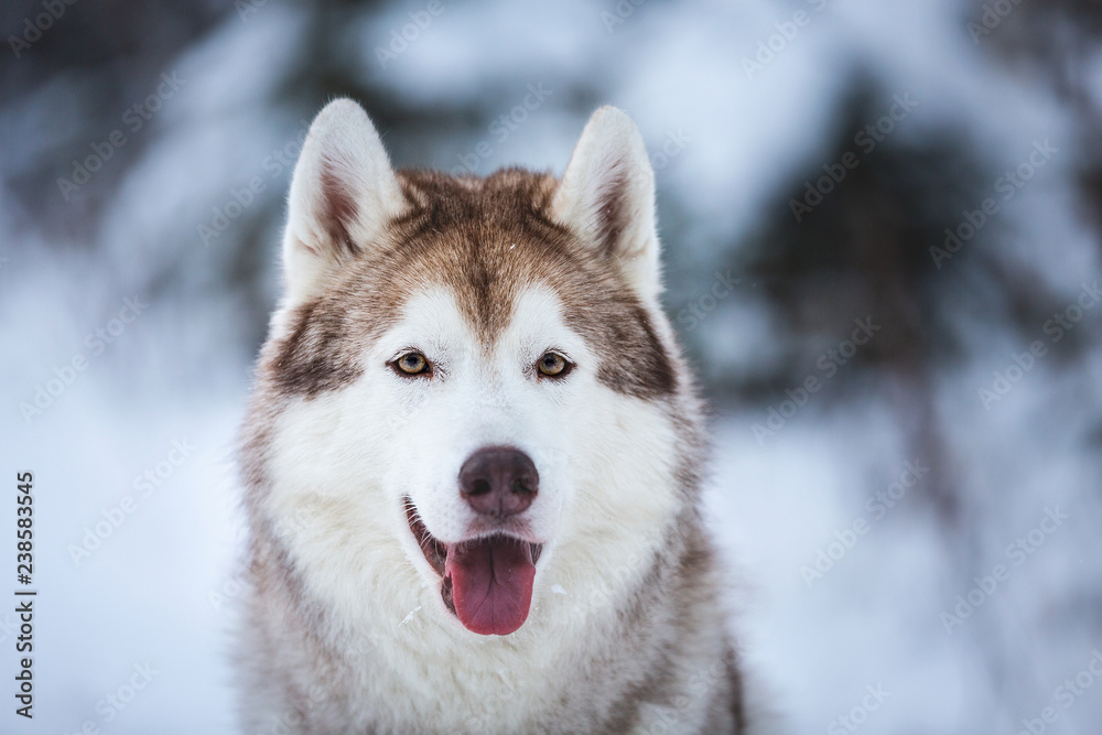 Close-up Portrait of gorgeous Siberian Husky dog sitting on the snow in front of fir-tree in the winter forest Close-up Portrait of gorgeous Siberian Husky dog sitting on the snow in front of fir-tree in the winter forest