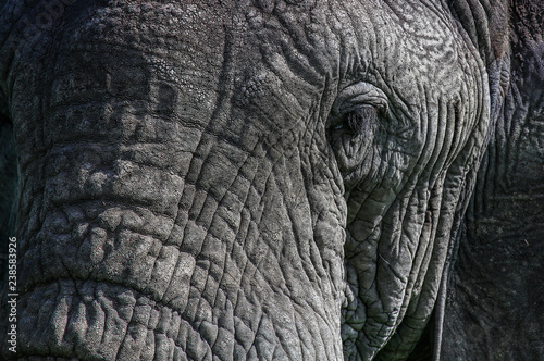 close up of an elephant eye