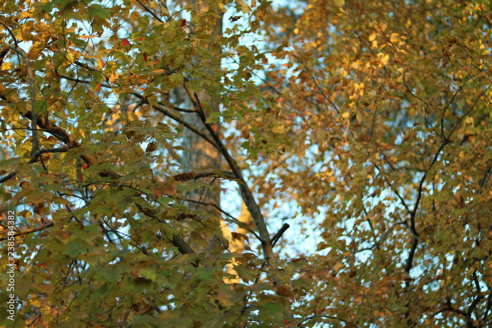 Leaves and Branches