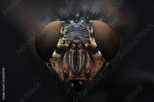 House Fly, Coventry CT © Macroscopic Solution