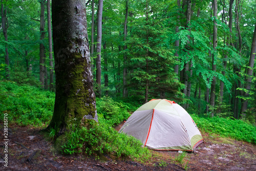 Camping tent in a forest. Cold green colors. Moss on a tree. Spring