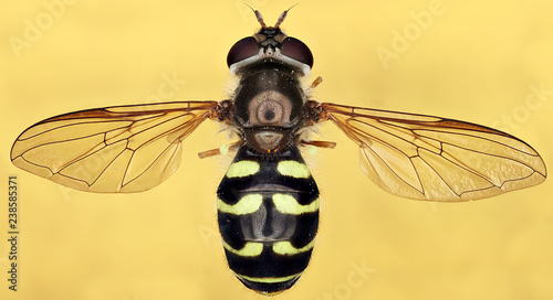 Schilderij op canvas Hover fly (Somula decora), a wasp mimic, Coventry, CT 5.27.15