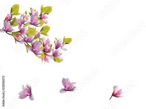 Beautiful blooming magnolia flower bouquet isolated on white background.