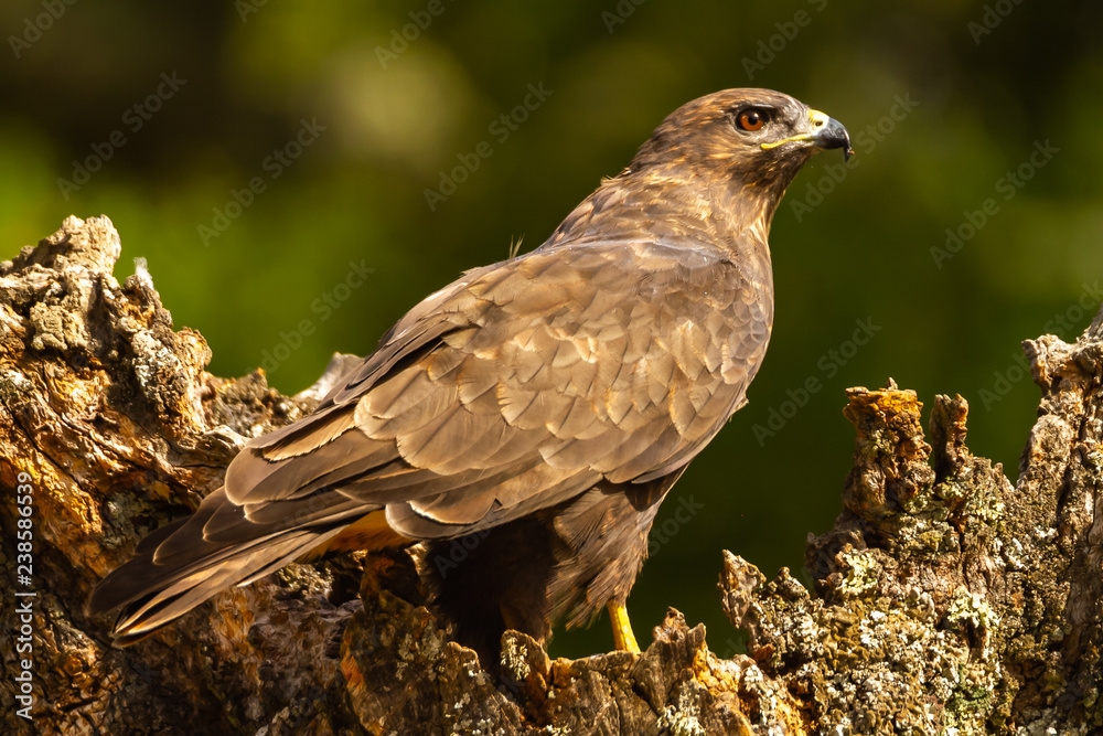 Obraz premium Common buzzard perched on a tree