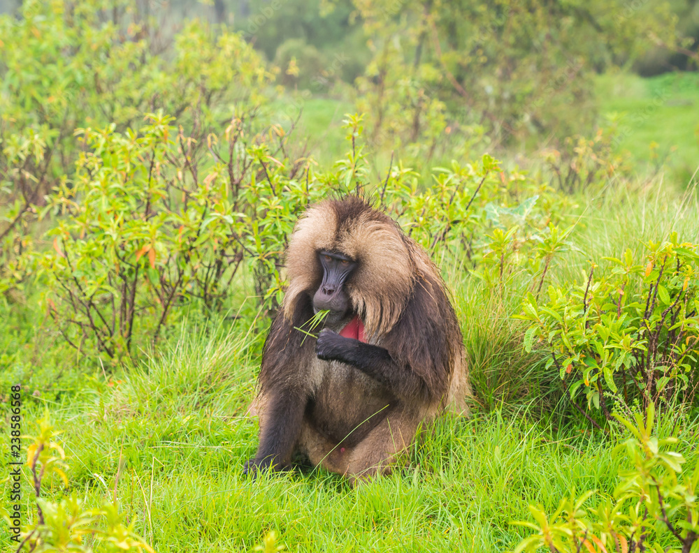 Male Gelada (Theropithecus gelada) monkey in Semien Mountains, Ethiopia.