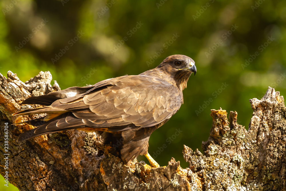 Fototapeta premium Common buzzard perched on a tree