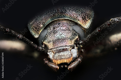 Iridescent Beetle, ID Needed, First Macropod Image captured with the 5DSR, Toland CT 7.2.15 photo