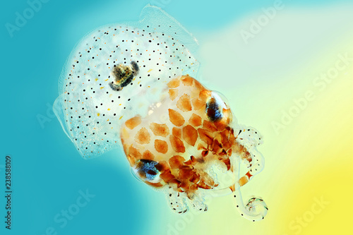 Juvenile Squid