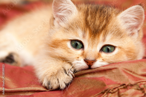 Gentle Golden British kitten resting lying on the bed and looks at the camera with green eyes.