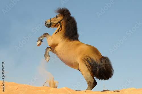 Rearing Pony photo