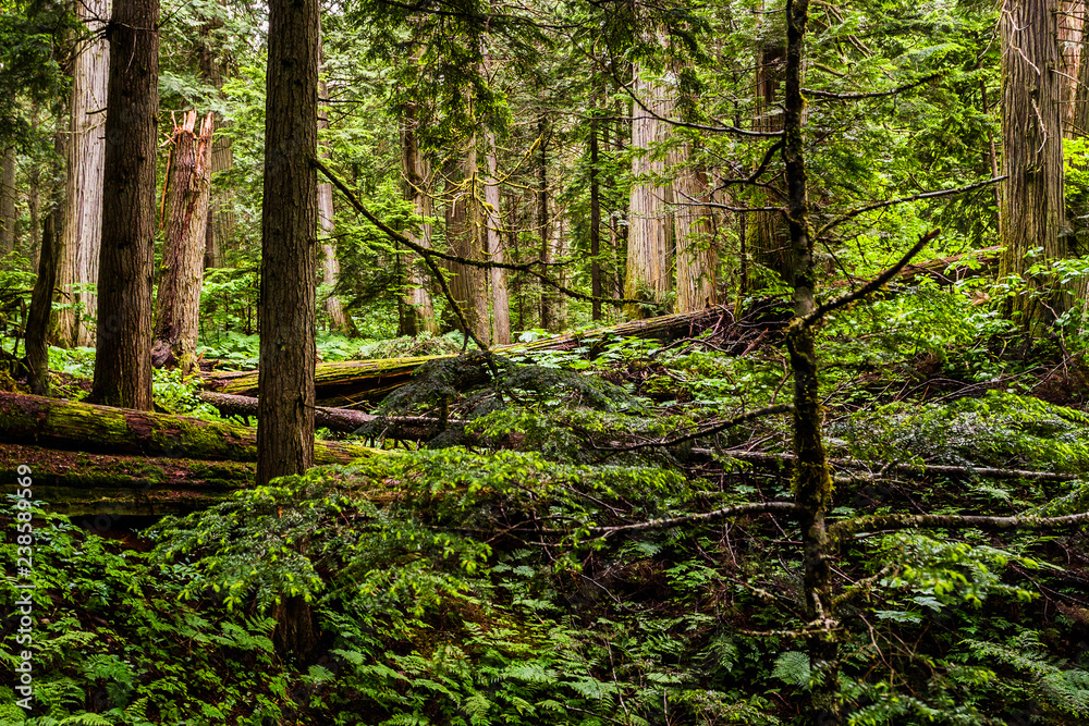 Giant Cedars Boardwalk Trail - Mount Revelstoke National Park Giant Cedars Boardwalk Trail - Mount Revelstoke National Park