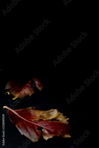 still life of autumn leaves