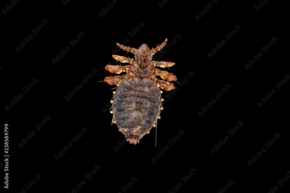 Lice Stock Photo | Adobe Stock