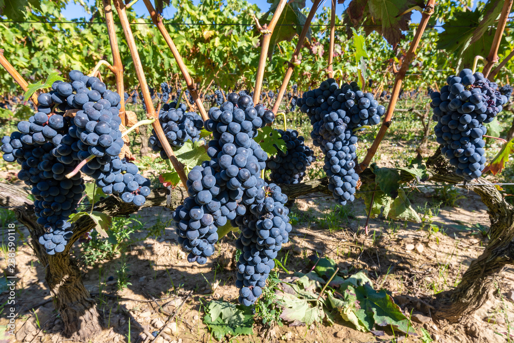 Red grapes in a vineyard, La Rioja, Spain
