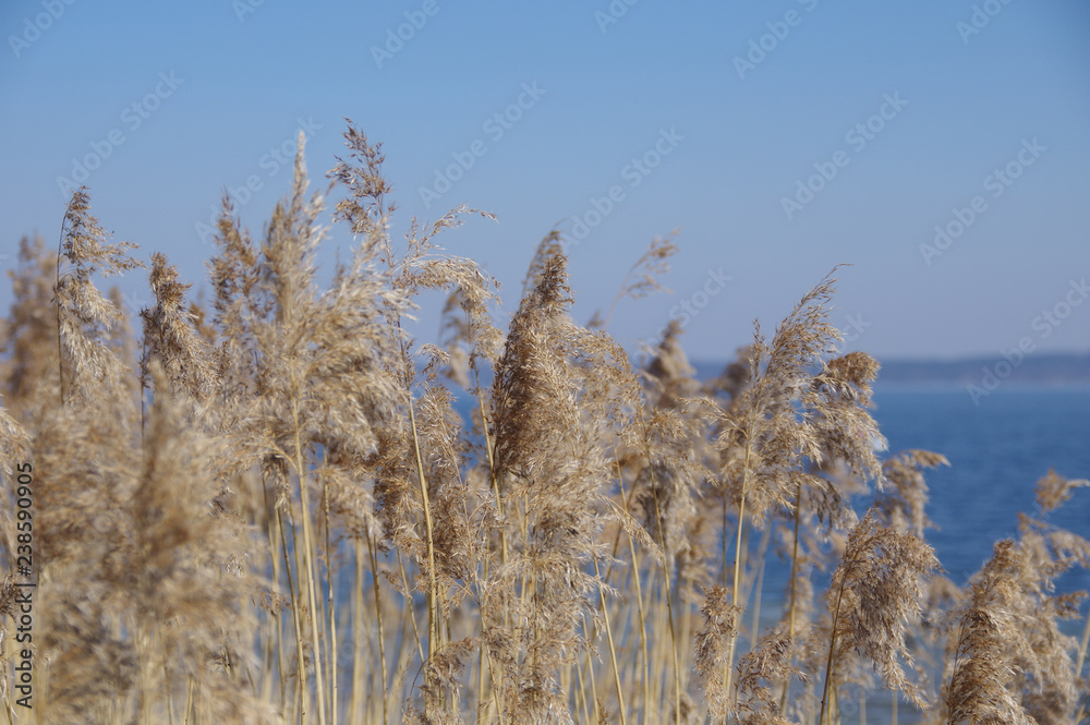 Fototapeta premium Weeds at Lake Starnberg