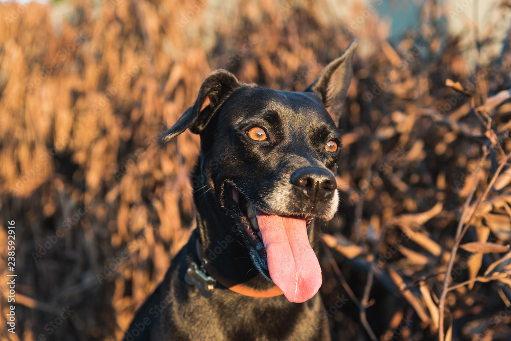 Black mutt dog with a blur brown leafs background in the sunset light Black mutt dog with a blur brown leafs background in the sunset light