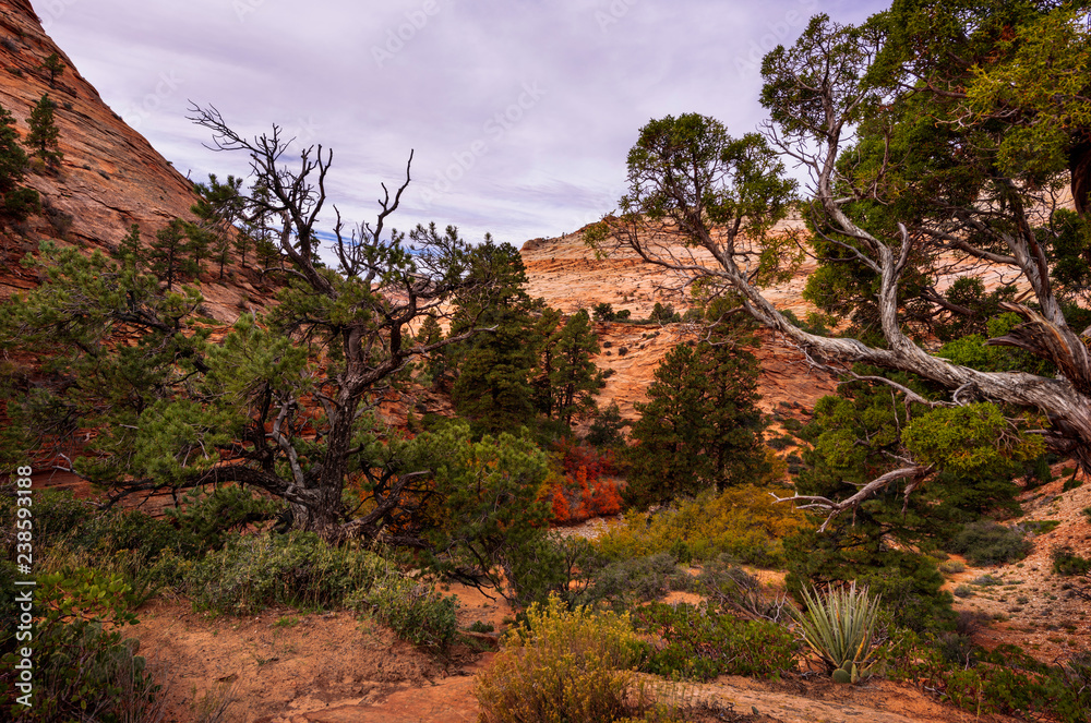 Zion National Park Stock Photo | Adobe Stock