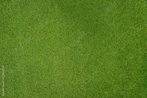 Texture of small green grass background. Close up ground garden.