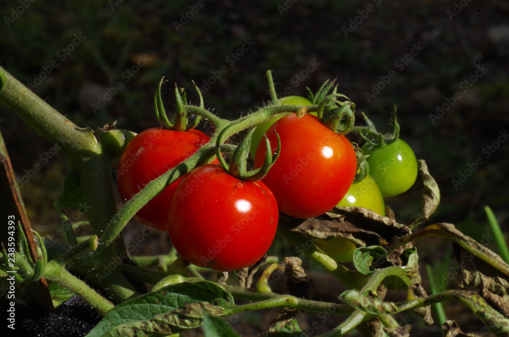 tomatoes on the vine